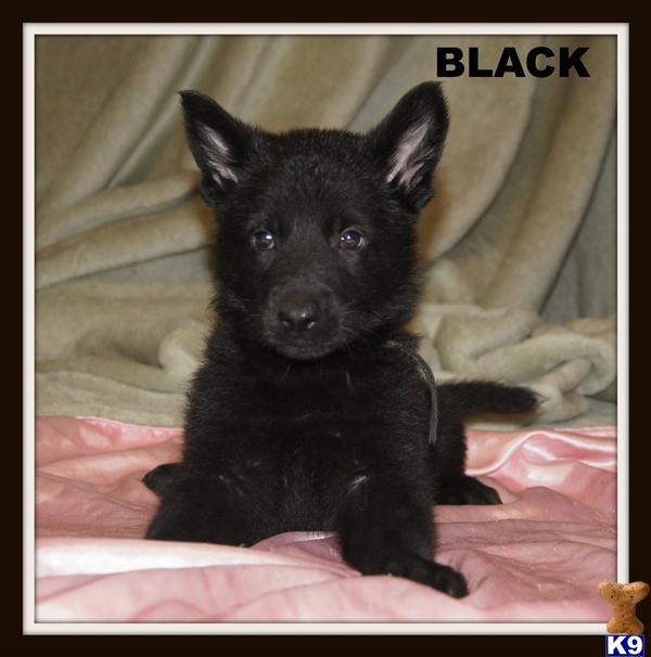 german shepherd puppy posted by vom schonen Berg